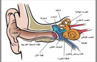 تشريح جهاز السمع