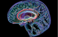 Neuroanatomical Perspective of Behavioral, Emotional, and Motor Regulation