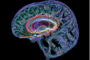 Neuroanatomical Perspective of Behavioral, Emotional, and Motor Regulation