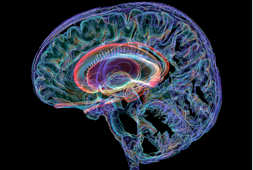 Neuroanatomical Perspective of Behavioral, Emotional, and Motor Regulation